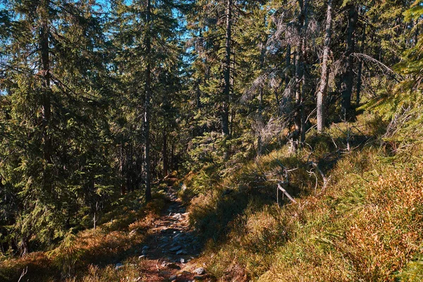Krajina v Karpatských horách na podzim — Stock fotografie