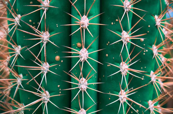 Kaktusové zaostřená jako pozadí — Stock fotografie