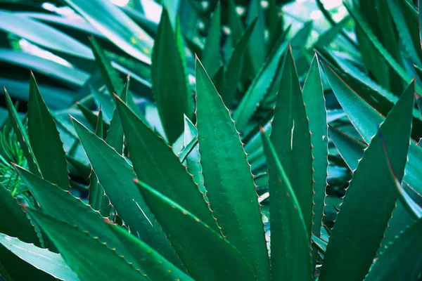 Groene plant achtergrond — Stockfoto