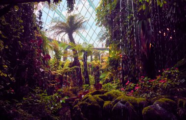 Körfez'deki Garden'da sera kompleksi. Singapur