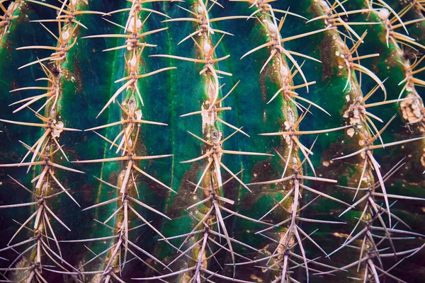 Cactus close-up als achtergrond — Stockfoto