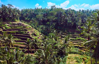 Tegallalang Pirinç Terası