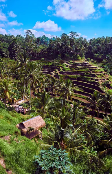 Tegallalang Rice terrace — Stockfoto