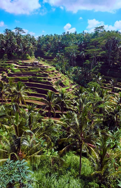 Tegallalang Rice terrace — Stockfoto