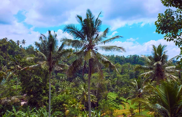 Forest in Bali, Indonesië. — Stockfoto