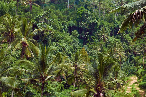 Forest in Bali, Indonesië. — Stockfoto