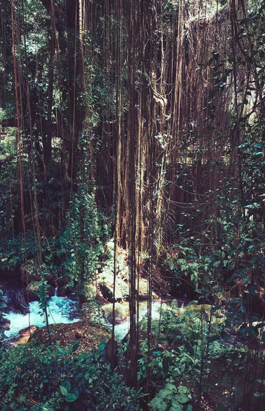 Ποτάμι στο δάσος. Άγριο τοπίο. — Φωτογραφία Αρχείου
