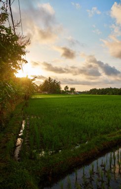 pirinç tarlaları Bali.