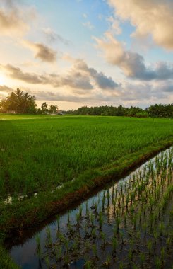 pirinç tarlaları Bali.