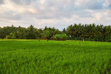 pirinç tarlaları Bali.