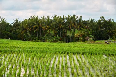 pirinç tarlaları Bali.