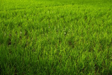 pirinç tarlaları Bali.