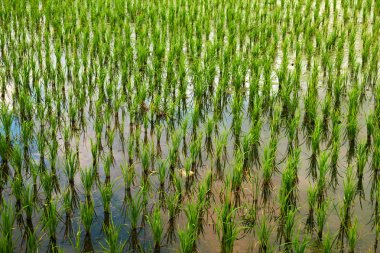 pirinç tarlaları Bali.