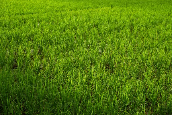 Risfälten i bali. — Stockfoto