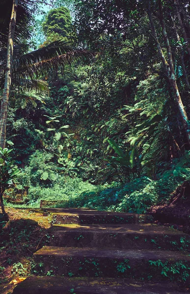 Road in the jungle forest.  Landscape in Bali. — Stock Photo, Image