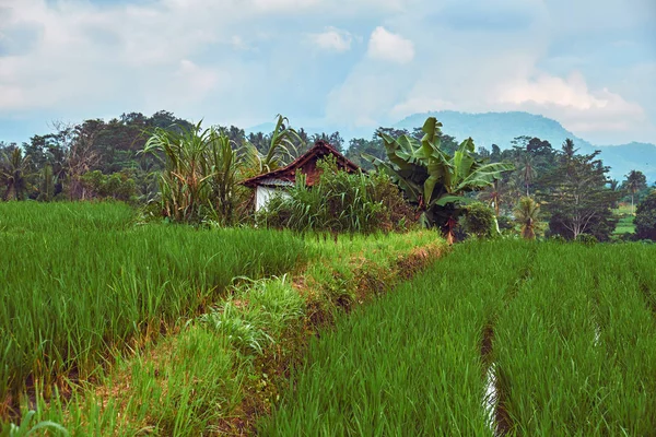 Rijstvelden in bali. — Stockfoto