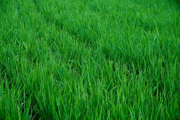 Campos de arroz en Bali . —  Fotos de Stock