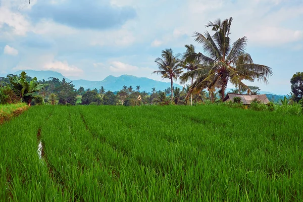 Rijstvelden in bali. — Stockfoto