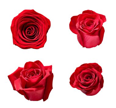 Beyaz arka planda çeşitli güllerin toplanması. Her biri ayrı ayrı çekiliyor.