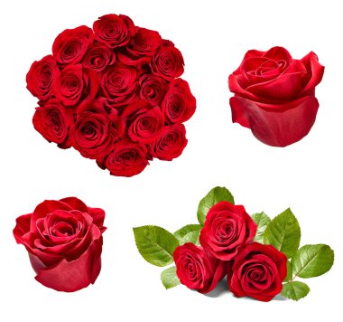 Beyaz arka planda çeşitli güllerin toplanması. Her biri ayrı ayrı çekiliyor.