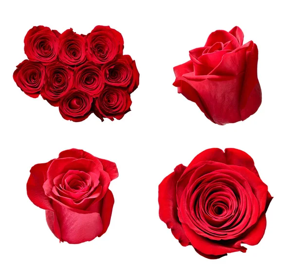 Sbírka Růží Bílém Pozadí Každý Snímek Pořízen Samostatně — Stock fotografie