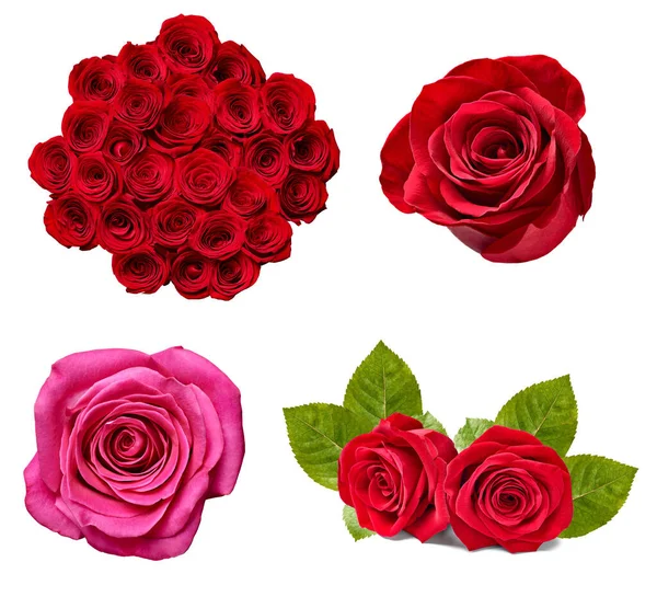 Zbiór Różnych Róż Białym Tle Każdy Nich Jest Nagrywany Oddzielnie — Zdjęcie stockowe