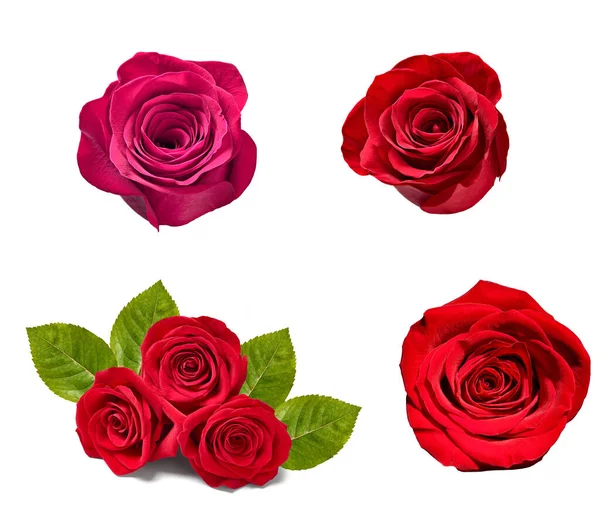 Sammlung Verschiedener Rosen Auf Weißem Hintergrund Jeder Wird Einzeln Erschossen — Stockfoto
