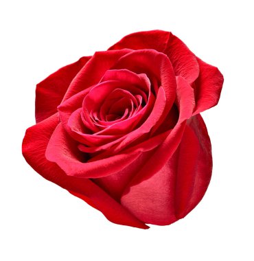 Beyaz arkaplandaki gülleri kapat