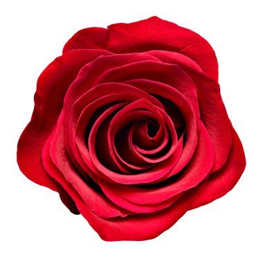 Beyaz arkaplandaki gülleri kapat