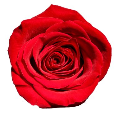 Beyaz arkaplandaki gülleri kapat