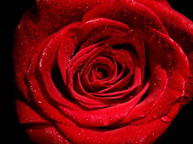 Beyaz arkaplandaki gülleri kapat