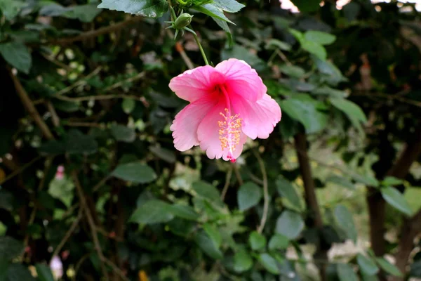 Pink Hibiscus Flower Plant — Stock Photo, Image