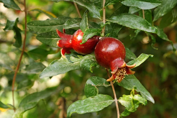 Pomegranate Hanging on the Plant