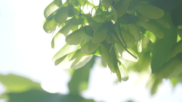 Větev javoru v jarním období. Čerstvé zelené listy o životním větev s denním světlem. přírodní koncept
