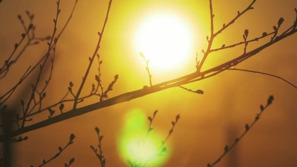 Image result for free images first sunray through bare branches