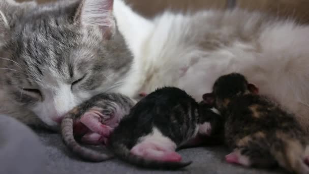 Gattini Gatto E Neonato Piccoli Gattini Succhiare Uno Stile Di Vita