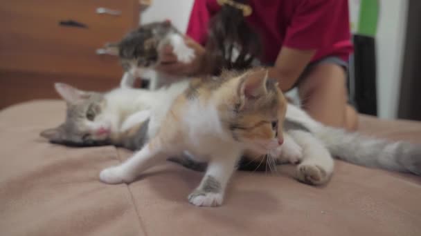 the cat licks the tongue of a small kitten played slow motion video. cat mom and little kittens lie on the couch . cat and kittens concept lifestyle