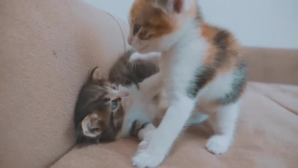 Two Cute Yellow Tabby Shorthair Kittens Playing And Fighting On