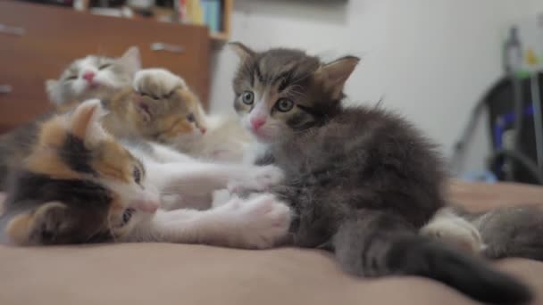 Il Gatto Lecca La Lingua Di Un Gattino Piccolo Giocato Video Al
