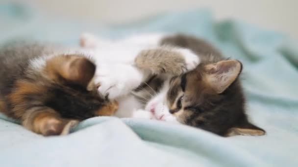 Weiße Zwei Kätzchen Spielen Schläft Beißen Einander Zwei Lustige Beißen Kämpfen Spielerisch Wenig Haar Lebensstil Kätzchen Spielen Mit Einander Zwei Kätzchen Wenig A Sind Haustiere Schlafen Kleine