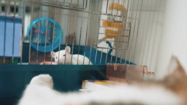 házi készítésű nagy zsákmány videókat az anális szex rektális prolapsot okoz-e?