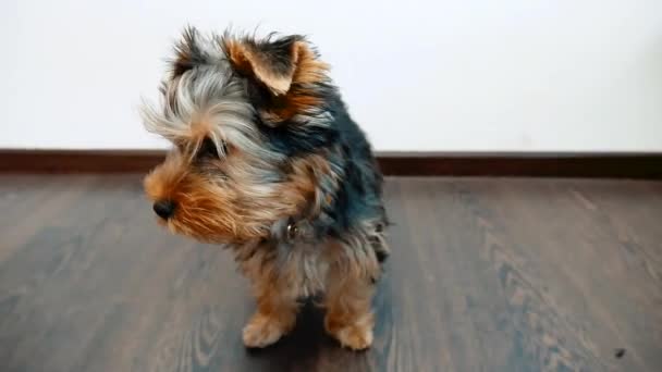 Yorkshire terrier dog pet indoors sits on the floor a little sweetie. Front view of a Yorkshire lifestyle Terrier sitting concept — Stock Video