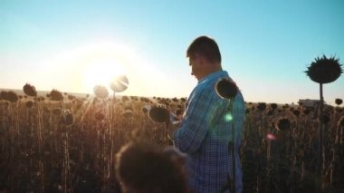 adam çiftçi tablet ayçiçeği inşaat alanı ile toprak zemin yürür gider. steadicam ağır çekim video. Ayçiçeği hasat eğitim hasat ziraat mühendisi. akıllı yaşam tarzı tarım kavramı çiftçi