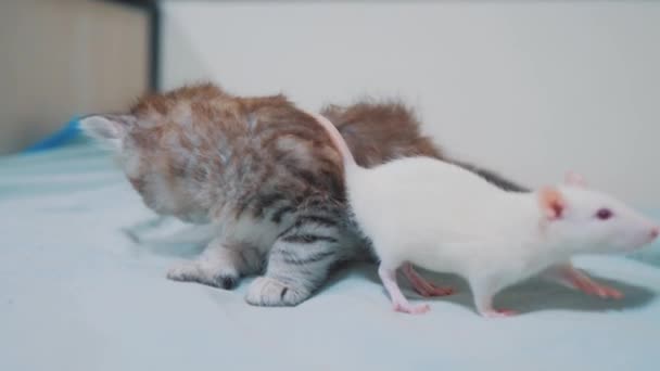 Gattino grigio e ratto bianco che si annusano a vicenda. divertente raro video ratto mouse stile di vita e poco carino gattino amicizia animali domestici un concetto — Video Stock