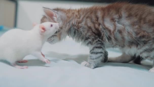 Kis szürke cica macska és fehér patkány találkozik és szagolgatja egymást. vicces ritka videó patkány egér és a kis aranyos cica barátság életmód háziállatok koncepció — Stock videók