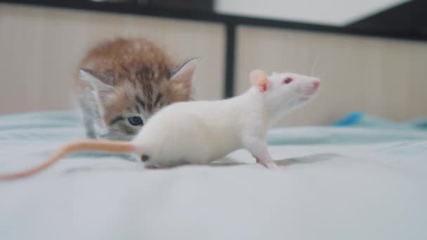 Kleine grijze kitten kat en witte rat snuiven elkaar. grappige zeldzame video rat-muis en weinig levensstijl cute kitty vriendschap huisdieren een concept — Stockvideo