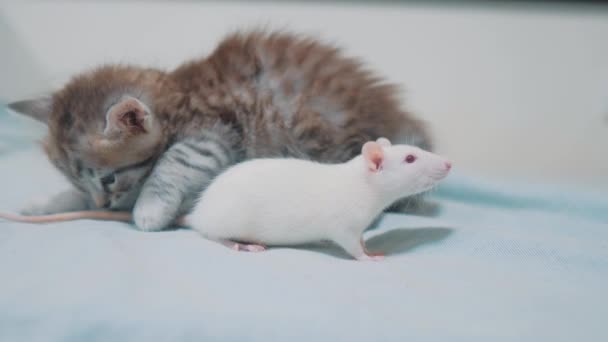 Gatinho cinzento e rato branco a cheirar-se um ao outro. engraçado rato de vídeo raro rato e pouco bonito gatinho estilo de vida amizade animais de estimação um conceito — Vídeo de Stock