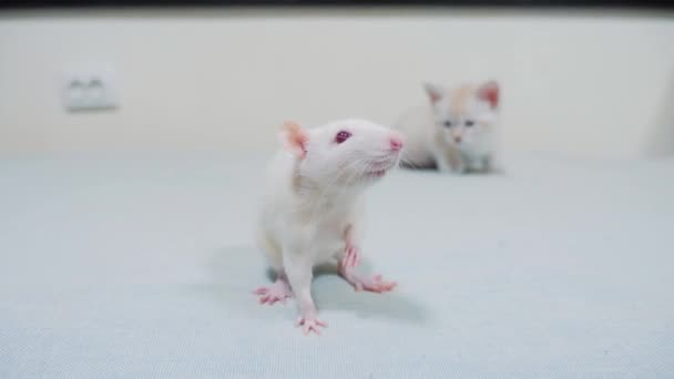 Gatito blanco jugando caza a un ratón de rata. divertido raro vídeo poco gatito y una rata ejecutar en la cama estilo de vida. gato y ratón concepto mascota — Vídeo de stock
