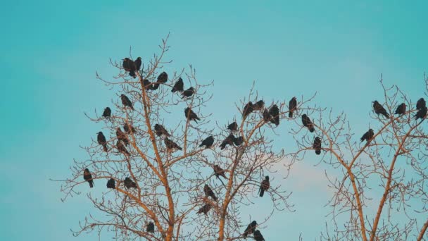 Bandada de pájaros cuervos cielo azul otoño despegando de un árbol. una bandada de cuervos árbol seco pájaro negro. pájaros cuervos estilo de vida en el cielo. una bandada de cuervos concepto — Vídeo de stock