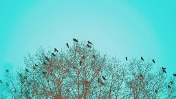 Зграя осінь птахів ворон блакитне небо, що злітає з дерева. стадо ворон чорних птахів сухе дерево. птахи ворони в стилі життя небо. концепція зграї ворон — стокове відео